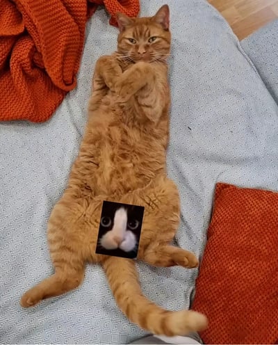 一只橘色的猫仰卧在蓝白格子沙发上，前爪交叉放在胸前，表情看起来有些傲娇和不屑。在橘猫的肚子位置，被P上了一张黑白猫的脸部特写，这张脸有着超大的圆眼睛和突出的鼻子，表情显得非常震惊和惊讶。沙发上还放着橙色的针织毯子，整体画面形成了一种有趣的对比和幽默感。