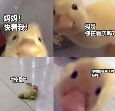 四格拼接图展示一只黄色绒毛小鸭的可爱日常：第一格小鸭抬头急切呼喊“妈妈！快看我！”；第二格凑近镜头确认“妈妈你在看了吗？”；第三格小鸭四脚朝天摔倒在瓷砖地上，配文“*摔倒*”；第四格特写小鸭委屈表情追问“你刚刚看到了吗妈妈！”。整体画面充满童真与俏皮感，通过连贯动作展现幼崽渴望关注的心理。