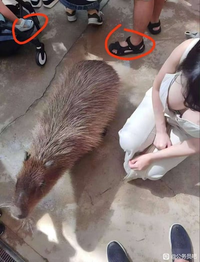 图片为俯拍视角，中间是一只水豚，周围有几个人，几人的鞋子被红色圆圈特意标出，制造视觉错位和意料之外的笑点。画面本来应聚焦水豚，却用红圈突出脚和鞋子，非常无厘头、幽默。整体氛围轻松富有网络趣味。