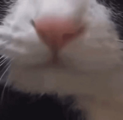 一张猫咪鼻子的特写动图，展示了猫咪不断嗅闻的可爱瞬间。画面中可以清晰看到猫咪粉白色的鼻子和周围的白色绒毛，猫咪的鼻子微微抽动，最后还轻轻张开嘴巴，仿佛在仔细分辨气味。整个画面充满了萌感，让人忍不住想要亲近这只可爱的小猫咪。