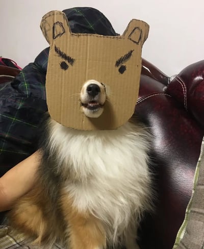 一只喜乐蒂牧羊犬戴着手工制作的纸板熊头套，头套上用黑色马克笔画着愤怒的眉毛和眼睛，形成了极具反差萌的视觉效果。狗狗本身露出开心的表情，嘴巴微张，似乎在微笑，与头套上的愤怒表情形成鲜明对比。狗狗坐在红色皮质沙发上，背景中可以看到格子图案的衣物和一个人的手臂。这张照片通过简单的手工道具创造出幽默有趣的画面，展现了宠物与主人互动的温馨瞬间。