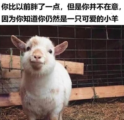图片中是一只白色的可爱小羊，毛发蓬松，耳朵竖起，正平静地注视着镜头，背景是由铁丝网和木板构成的围栏。图片顶部配有文字：“你比以前胖了一点，但是你并不在意，因为你知道你仍然是一只可爱的小羊”，传递出温暖的自我接纳与自信的积极情绪。画面整体温馨治愈，小羊的呆萌形象与文字内容相得益彰，营造出轻松愉快的氛围。