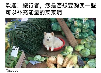 这是一张经过趣味改编的实拍图片，画面核心是一只白色小狗惬意地趴在红色塑料盆中，被大葱、包菜、萝卜等各类新鲜蔬菜环绕，身处充满生活气息的菜市场摊位中。图片顶部添加了拟人化的中文文案，将小狗设定为热情招揽顾客的菜摊摊主，文案中“旅行者”的称呼结合了游戏《原神》的梗，让原本普通的宠物照片充满趣味。菜摊的手写价格牌、摆放的各类蔬菜进一步还原了菜市场的真实场景，小狗温和的神态和慵懒的姿态与菜市场的烟火气结合，营造出温馨又治愈的氛围。