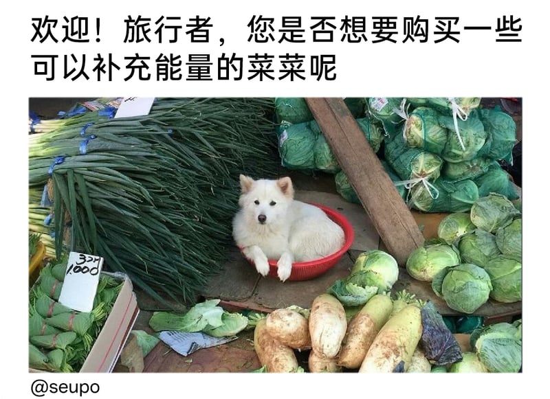 菜摊摊主（拟人化设定）