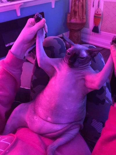 一只无毛猫被人用双手抓住前爪举起，猫的表情看起来有些严肃和无奈。猫的身体呈现出粉红色调，这是由于房间内粉色灯光的照射。猫坐在一个迷彩图案的椅子上，背景中可以看到蓝色的墙壁和一个壁炉，壁炉旁边有一些装饰品。整个场景看起来像是在一个家庭客厅里。