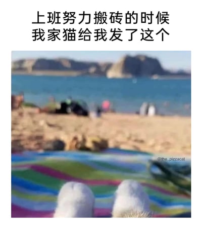 这是一张搞笑反差梗图，上方配有中文文字“上班努力搬砖的时候我家猫给我发了这个”，下方图片是从猫的第一视角拍摄的海滩度假场景：前景是猫的两只白色爪子，下方是彩色的野餐垫，背景是沙滩、蓝色海水以及休闲的人群，整体画面呈现出悠闲惬意的度假氛围。图中通过拟人化的设定，将主人辛苦上班“搬砖”与猫惬意度假的场景形成强烈反差，精准戳中打工人的职场情绪，用幽默的方式调侃了打工人忙碌工作时，宠物却享受悠闲生活的反差感，引发职场人群的共鸣。
