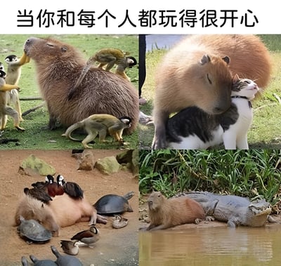 图片为四宫格图文混排，顶部文字为'当你和每个人都玩得很开心'。左上角图中一只水豚被几只猴子围绕，猴子正在为其梳理毛发；右上角水豚亲昵地将头靠在一只黑白花猫的背上；左下角水豚趴在地上，背上和周围有鸭子、乌龟等小动物；右下角水豚与一只鳄鱼并排趴在水边，相处融洽。整体通过水豚与多种动物友好互动的场景，幽默比喻社交能力强、能与不同的人和谐相处的状态。