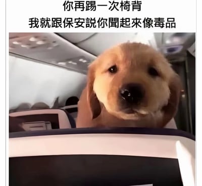 这是一张顶配底文形式的搞笑表情包，顶部配有两行黑色文字“你再踢一次椅背 我就跟保安说你闻起来像毒品”，下方图片为公共出行客舱（飞机或高铁）内的场景，一只金毛幼犬从前排座椅的后方探出脑袋，眼神直勾勾地看向座椅前方，表情严肃，仿佛是坐在后排的乘客，用荒诞夸张的威胁话术警告前排随意踢椅背的人，用可爱的动物形象搭配无厘头的威胁内容，形成强烈的反差笑点，精准吐槽了公共场合中影响他人的不文明行为。