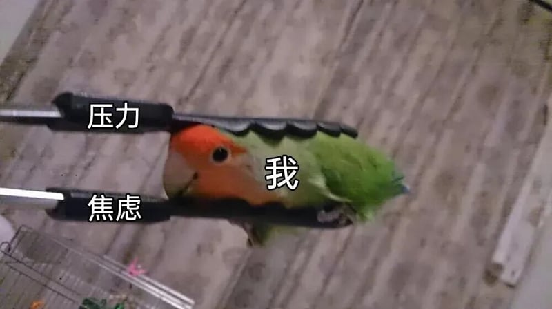 牡丹鹦鹉