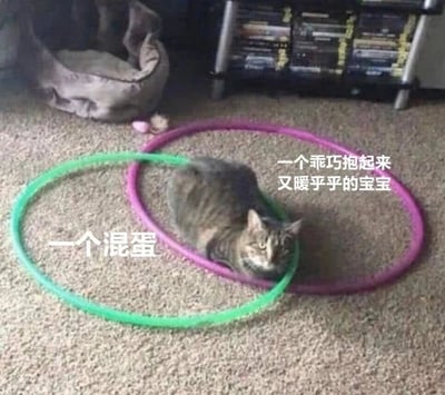 一只虎斑猫躺在铺有地毯的地面上，身体被一个绿色呼啦圈和一个紫色呼啦圈半包围。图片左侧配有文字“一个混蛋”，右侧配有文字“一个乖巧抱起来又暖乎乎的宝宝”，通过反差强烈的文字描述形成幽默效果，展现猫咪既调皮又可爱的双面特质。