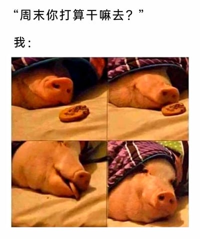 这是一张充满共鸣感的搞笑梗图，上方以文字呈现他人的提问：“周末你打算干嘛去？”，下方通过四格拼接的实拍图片展示“我”的周末状态：一只穿着衣服的小猪慵懒地躺在床上，先是将脸旁的饼干拱到嘴边吃掉，随后一脸满足地继续躺着休息。整幅图以拟人化的方式，精准还原了当代不少人周末不想出门社交，只想躺平、简单吃喝休息的慵懒日常，用可爱的动物形象放大这种松弛感，引发网友的强烈共鸣。