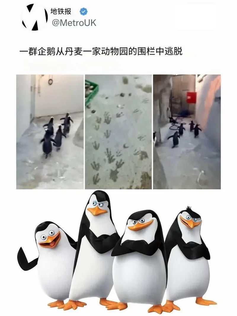 马达加斯加企鹅