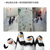 马达加斯加企鹅