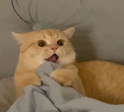 这是一张原始拍摄的静态照片，画面主体是一只胖乎乎的金渐层橘猫，它倚靠在灰色软质靠垫上，两只前爪紧紧抓着一块灰色布料，嘴巴大张，眼睛圆睁，露出惊讶又懵懂的表情，仿佛正在啃咬或撒娇似的抓着布料，整体画面充满了生活化的萌感，非常适合用作表达惊讶、撒娇情绪的表情包素材。