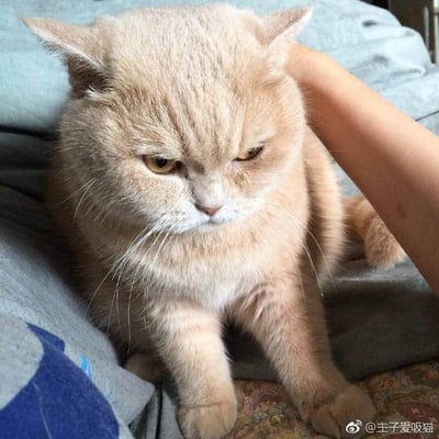 一只浅橘色的猫咪正被人抚摸，但它的表情看起来非常不爽，眉头紧锁，眼神中透露出不耐烦。猫咪坐在灰色的布料上，身体微微前倾，一只人类的手臂正在抚摸它的头部。