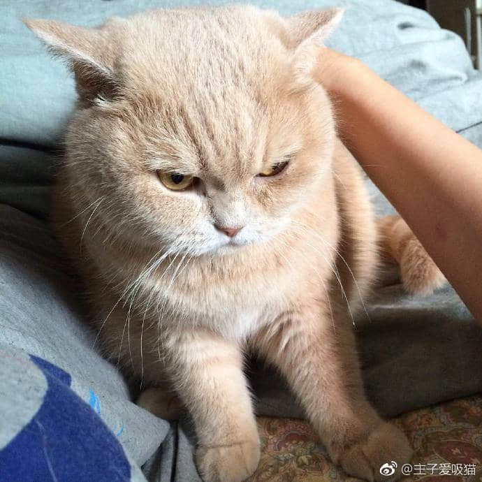 被抚摸却一脸不爽的橘猫