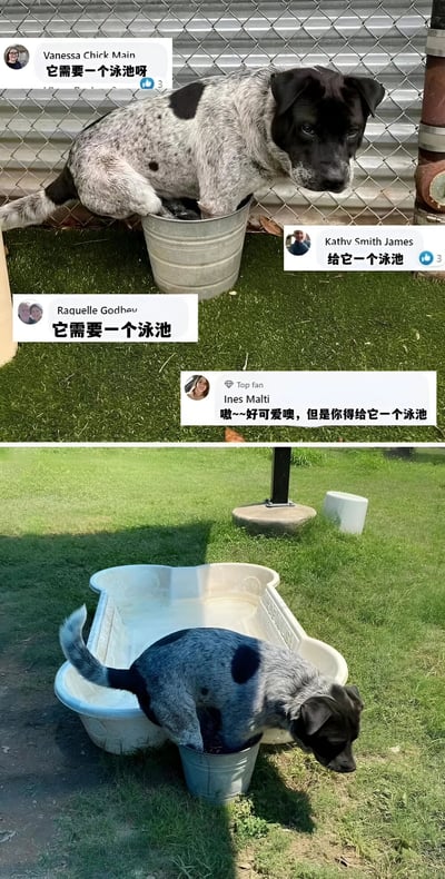 图片分为上下两部分。上半部分：一只黑白斑点狗挤在一个小金属桶里，背景是铁丝网围栏和草地，上方有四条用户评论，内容均为“它需要一个泳池呀”“给它一个泳池”等，表达了对狗狗的关心。下半部分：同一只狗狗现在拥有了一个较大的狗形泳池，但它依然把前爪放进原来的小金属桶里，显得既满足又可爱。整体展现了网友的暖心建议被采纳，以及狗狗可爱的行为。