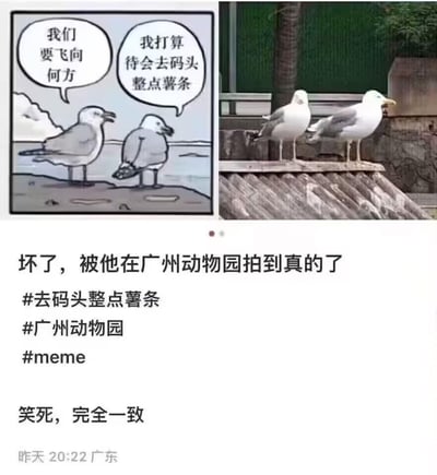 这是一张左右对比图，左侧是经典搞笑meme：两只海鸥的漫画，左边海鸥疑惑发问「我们要飞向何方」，右边海鸥无厘头回应「我打算待会去码头整点薯条」；右侧是网友在广州动物园实拍的两只海鸥，姿态和漫画里的海鸥完全对应。下方配文「坏了，被他在广州动物园拍到真的了」「笑死，完全一致」，并附带相关话题标签，通过现实场景和经典梗图的高度重合制造出强烈的搞笑效果，趣味十足。