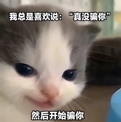 一张猫咪的特写照片，猫咪有着灰色和白色相间的毛发，正睁大着圆圆的眼睛直视镜头，脸上带着一丝微妙的微笑。图片上方配有文字“我总是喜欢说：'真没骗你'”，下方则写着“然后开始骗你”，通过可爱猫咪的形象与幽默的文字内容形成反差萌，营造出一种俏皮又略带狡黠的感觉。