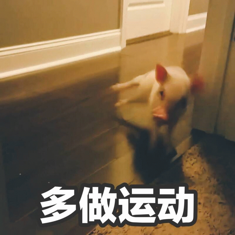 小猪努力运动的搞笑瞬间