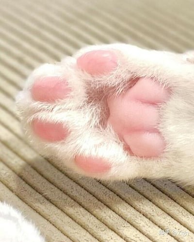 这是一张近距离拍摄的猫咪爪子特写照片。画面中，一只白色猫咪的爪子占据了主要视觉空间，柔软的白色毛发覆盖着肉垫，粉嫩的爪垫呈现出自然的圆形，纹理清晰可见，显得格外可爱。爪子下方是浅棕色的条纹地垫，纹理规整，为整个画面提供了简洁的背景。图片右下角有“知乎@Zign”的水印标识。