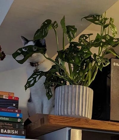 一只黑白相间的猫咪戴着铃铛项圈，正坐在木质书架上，巧妙地藏在一盆龟背竹植物后面。猫咪的眼睛透过植物带有孔洞的叶片向外窥视，形成一种"暗中观察"的趣味效果。书架左侧堆叠着多本彩色封面的书籍，右侧有一个黑色的电子设备（疑似音箱），整体场景温馨又充满生活气息，展现了宠物与室内绿植共处的可爱日常。