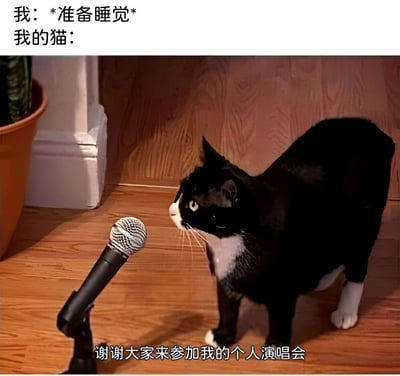 图片上方文字写着"我: *准备睡觉* 我的猫:"，下方是一只黑白相间的猫站在木地板上，正对着一个麦克风，图片底部文字为"谢谢大家来参加我的个人演唱会"。这张图通过拟人化的方式幽默地表现了当主人想睡觉时，猫咪却精力充沛、吵闹不休的场景，形成了有趣的对比和反差萌。