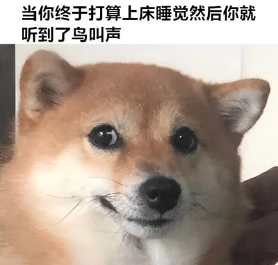 图片上方配有文字“当你终于打算上床睡觉然后你就听到了鸟叫声”，下方是一张柴犬的特写照片。柴犬眼神平静地直视镜头，表情中带着一丝无奈，生动展现了人们在准备睡觉时被意外声音打扰的日常困扰场景。