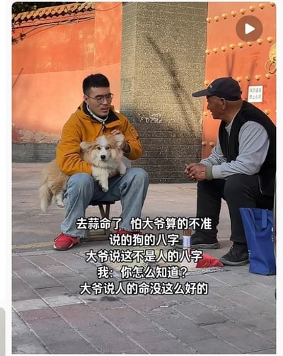 这是一张实拍视频截图加配文的搞笑梗图，画面背景为带有传统红墙和铜钉大门的中式古建筑门口，一名穿黄色外套、戴眼镜的年轻男子坐在小矮凳上，腿上抱着一只浅黄白色的柯基犬，正和对面蹲坐着的摆摊算命的老年大爷交谈。图下方配文用“蒜命”的谐音梗讲了一则搞笑段子：年轻人去算命，怕大爷算不准，就报了自家狗狗的八字，大爷立刻指出这不是人的八字，年轻人疑惑询问原因，大爷回答“人的命没这么好的”，用戏谑的方式调侃当代人生活压力大，生存状态远不如被悉心照料的宠物狗，戳中很多人的情绪共鸣。