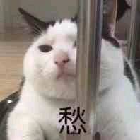 愁容满面的偷看猫