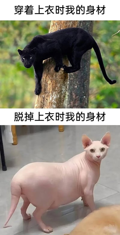 这是一张上下拼接的对比类搞笑梗图，上方展示了一只趴在树干上的黑豹，它身姿矫健修长，线条流畅，配文“穿着上衣时我的身材”，用来调侃自己穿上衣服后，看起来身材挺拔利落，给人一种精干的感觉；下方则是一只体态丰腴、肚子圆鼓的无毛猫，配文“脱掉上衣时我的身材”，对应脱掉衣服后真实的胖态。图中用黑豹和无毛猫的强烈视觉反差，幽默夸张地表现了很多人穿衣与脱衣时的身材差异，十分贴近生活，容易引发网友的共鸣。
