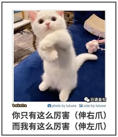 这是一张文字加注的单张静态萌宠图，主体是一只白色的猫咪，它呈站立姿态，两只前爪抬起，睁着圆溜溜的大眼睛，表情软萌无辜。图片底部配有反差感的趣味中文配文：“你只有这么厉害（伸右爪）而我有这么厉害（伸左爪）”，用猫咪的两只爪子对应不同的“厉害”程度，以幽默的方式形成自我调侃式的反差感，显得十分搞笑。图片上还带有多处水印文字，右下角是“日语金句”，左下角是“bokata”，底部中间标注了“photo by tutuwa”和“odai by tutuwa”，表明照片的拍摄与改编相关信息。