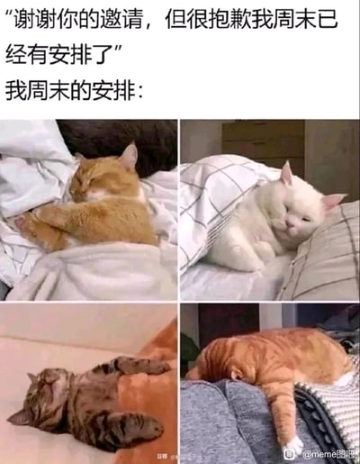 这是一张充满趣味的图文梗图，上方文字模拟人们拒绝周末外出邀约的常见说辞：“谢谢你的邀请，但很抱歉我周末已经有安排了”，紧接着用“我周末的安排：”引出下方四张猫咪熟睡的实拍图片。四张图片分别展示了裹着被子侧躺的橘猫、蜷在被子里半睡半醒的白猫、仰躺放松熟睡的狸花猫、趴在人腿上熟睡的橘猫，用猫咪全程睡觉的画面，精准调侃了当代部分人群周末拒绝社交、只想宅家睡觉休息的真实状态，可爱的猫咪形象让这种“宅家日常”的表达更具共鸣感和趣味性。