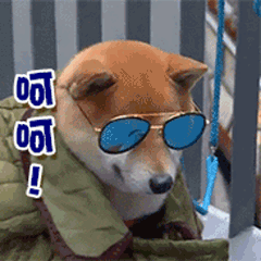 戴墨镜的柴犬发出‘啊啊！’的动态表情包