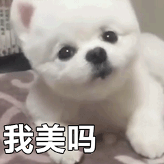 小白狗连环问“我美吗”萌系GIF