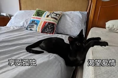 这是一张静态实拍照片，画面呈现了温馨的卧室场景，一只纯黑色猫咪趴在两张相邻的床的中间位置，身体大部分位于左侧铺有浅灰色床单的床上，两只前爪搭在右侧床的床沿上，睁着圆溜溜的大眼睛望向前方，神态懵懂。左侧猫咪所在的床的位置配有文字“享受孤独”，右侧猫咪前爪搭着的床的位置配有文字“渴望爱情”，用这种身体横跨两张床的画面，生动形象地表现出当代人既享受独处的自在，又内心期待爱情降临的矛盾情感状态。背景中左侧床上还放着一个印有星球大战经典角色（尤达、R2-D2、达斯·维达、风暴兵）图案的靠枕，靠枕下方是带有浅蓝色圆点的白色枕头，整体场景结合文字后充满了搞笑又戳人的情感共鸣。
