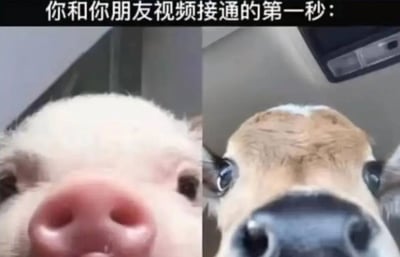这是一张左右对比的静态图文混排图，左侧为白色小猪的特写，粉鼻子圆润，双眼直视镜头，表情呆萌；右侧是小牛的特写，棕色额头带有纹理，黑色鼻子突出，眼神好奇地看向镜头。图片顶部配有文字“你和你朋友视频接通的第一秒：”，通过动物近距离、略带滑稽的面部表情，幽默地模拟了朋友间视频通话刚接通时，双方毫无准备、表情真实又搞笑的瞬间，充满生活气息和轻松感。
