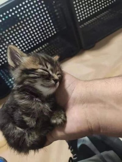一只闭着眼睛、表情安详的小奶猫正蜷缩在人的手掌中熟睡，毛发呈棕黑色条纹状，四肢收拢，显得格外小巧可爱。背景中可以看到黑色的网格办公椅，整体场景温馨治愈，传递出宁静舒适的氛围。