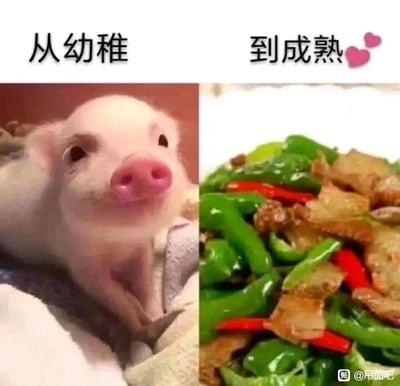 这是一张左右拼接的静态文字加注梗图，左侧是一只神态懵懂软萌的小猪，睁着圆眼睛趴卧在柔软布料上，上方配文“从幼稚”；右侧是一道青椒炒肉菜肴，其中的猪肉是小猪长大后的最终归宿，上方配文“到成熟”。图片用这种极具反差的方式玩梗，将小猪的“成长成熟”调侃为最终成为餐桌上的食物，用黑色幽默的反差感制造笑点，解构了“成熟”的常规含义，带来荒诞搞笑的效果。