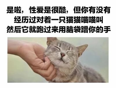 一张图文结合的梗图，上方文字以幽默对比的方式写道：'是啦，性爱很酷，但你有没有经历过对着一只猫猫喵喵叫然后它就跑过来用脑袋蹭你的手'，下方搭配一张灰色猫咪闭着眼睛被人用手抚摸下巴的照片。猫咪表情放松享受，耳朵自然竖起，胡须舒展，整体画面温馨治愈，通过夸张对比凸显撸猫带来的简单幸福感。