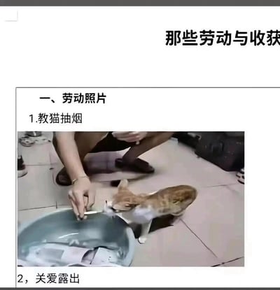 这是一张图文混排的搞笑梗图，顶部显示未展示完整的大标题“那些劳动与收获”，下方分块标注“一、劳动照片”，第一条内容标注为“1.教猫抽烟”，搭配实拍图：瓷砖地面上，仅露出手臂和腿部的人蹲在地上，把类似香烟的长条物品递到一只橘白相间的小猫嘴边，小猫凑近物品，做出仿佛正在“抽烟”的动作，图片下方还露出了未展示完整的第二条条目文字“2，关爱露出”。整体将荒诞的逗猫行为冠以“劳动”的名头，通过反差感制造笑点。