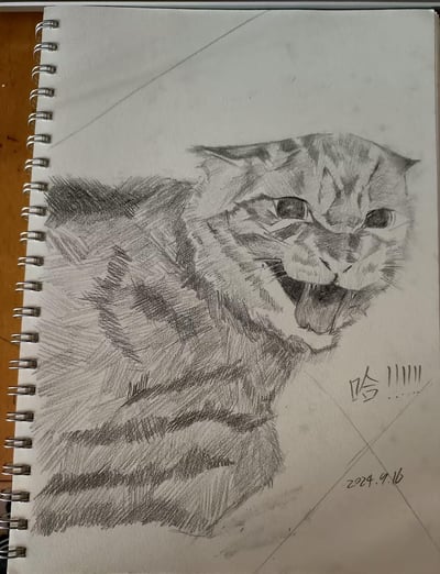 这是一张绘制在线圈素描本上的黑白手绘素描作品，主体是一只张着嘴、露出舌头的虎斑猫，猫咪神态生动，看起来正处于哈气或打哈欠的状态，作者通过排线的方式表现出猫咪的毛发纹理与斑纹，画面右下角搭配了拟声文字“哈！！！！！”，还标注了创作日期“2024.9.16”，整体画风写实，精准还原了猫咪的放松神态。