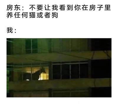 这是一张趣味梗图，上方文字呈现房东的要求：禁止在出租屋内养猫或狗；下方配图是夜晚的居民楼，其中一间亮灯的窗户里，剪影看起来酷似一匹马。图中利用视觉错位和文字游戏，刻意制造出“饲养的是马而非猫狗”的假象，以此规避房东的禁令，生动展现了租房者和房东斗智斗勇的搞笑日常，充满了整活的趣味。