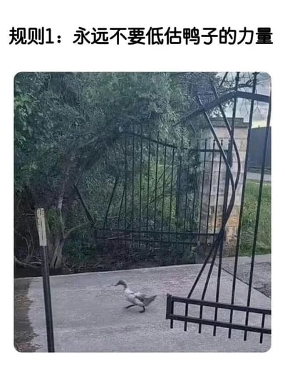 图片上方配有文字“规则1：永远不要低估鸭子的力量”，下方是一张实拍照片。照片中，一只鸭子正从容地走在水泥地面上，而它身旁的黑色金属大门却呈现出明显的弯曲变形状态，仿佛是被巨大力量撞击所致。图片通过鸭子的“弱小”形象与变形大门的“强大”破坏痕迹形成强烈反差，以幽默夸张的方式暗示鸭子拥有超乎想象的力量，从而呼应上方的文字内容，营造出搞笑的效果。