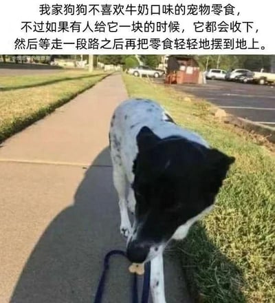这是一张图文结合的趣味宠物日常图片，上方配文讲述了一只黑白花小狗的暖心行为：它不喜欢牛奶口味的宠物零食，但面对他人的投喂时，会出于礼貌先收下，待走到一段距离后，再把零食轻轻放在地上。图片中的小狗正叼着零食站在人行道旁的草地上，模样温顺乖巧，这种类似人类不好意思拒绝好意的举动，显得十分可爱有趣，没有双关、谐音梗或暗示类内容。