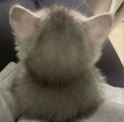 图片展示了一只灰色小猫的背影特写，小猫的耳朵竖立，毛发蓬松柔软，正坐在一个人的腿上或柔软的表面上。背景可见深色的沙发和浅色的地板，整体画面温馨治愈，突出了小猫毛茸茸的可爱质感。