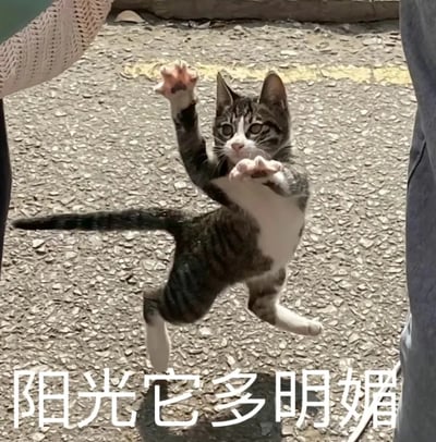 这是一张充满活力的宠物实拍图，画面主体是一只狸花加白的小猫，在户外的沥青路面上，它四肢完全腾空，两只前爪向上张开，身体呈现出跳跃的姿态，眼睛睁大，神态兴奋又好奇。画面背景是晴朗天气下的路面，光线明亮，能看出阳光充足。画面底部配有白色的文字“阳光它多明媚”，与小猫活泼的动作、晴朗的场景相契合，整体氛围轻松欢快，传递出享受美好时光、心情愉悦的情绪，常被用作表情包来表达积极的心情。