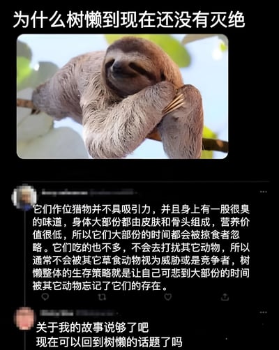 图片上方为标题“为什么树懒到现在还没有灭绝”，中间是一张树懒挂在树枝上休息的照片，树懒表情慵懒，四肢环抱树枝。下方是社交媒体评论区截图，第一条评论详细解释了树懒的生存策略：作为猎物吸引力低、气味臭、营养价值低，因此常被掠食者忽略，且食量小不打扰其他动物，生存策略是“被忘记存在”。第二条评论则幽默调侃“关于我的故事说够了吧 现在可以回到树懒的话题了吗”，形成有趣互动。