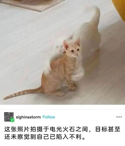 这是一张充满趣味的视觉错位抓拍照片，画面中一只浅橘色的条纹猫咪正安静地端坐在浅色地板上，它的眼神懵懂茫然，看向镜头方向，完全没有意识到自己因为巧合的拍摄角度陷入了“视觉困境”。在它身后，一只白色猫咪正快速移动，拍摄的瞬间刚好让白猫的身体与橘猫的位置重叠，从视觉上看仿佛橘猫被白猫从前后完全“包裹”，营造出橘猫已陷入不利处境的错觉。图片下方是海外社交平台用户sighinastorm发布的配文：“这张照片拍摄于电光火石之间，目标甚至还未察觉到自己已陷入不利。”，用拟人化的调侃口吻，将猫咪的巧合处境描述成类似“被包围”的紧张场景，让这张巧合抓拍的照片充满了搞笑的喜剧效果，很适合在社交网络上传播来制造轻松的氛围。