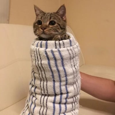 一只狸花猫被蓝黑条纹的白色毛巾紧紧包裹，只露出头部和一只爪子，眼睛瞪得圆圆的，表情看起来有些惊讶又无辜。背景是米黄色的沙发和墙壁，一只人类的手臂正托着裹着猫咪的毛巾。整体画面温馨又可爱，猫咪的表情十分抢镜。